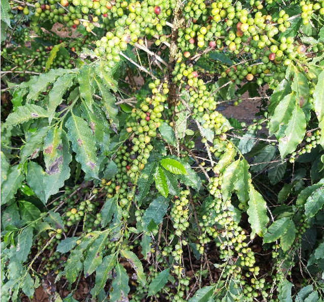 EFEITO TÔNICO DO FUNGICIDA DA MOLÉCULA PICOXYSTROBINA NA FORMAÇÃO DE MUDAS DE CAFEEIRO ARÁBICA