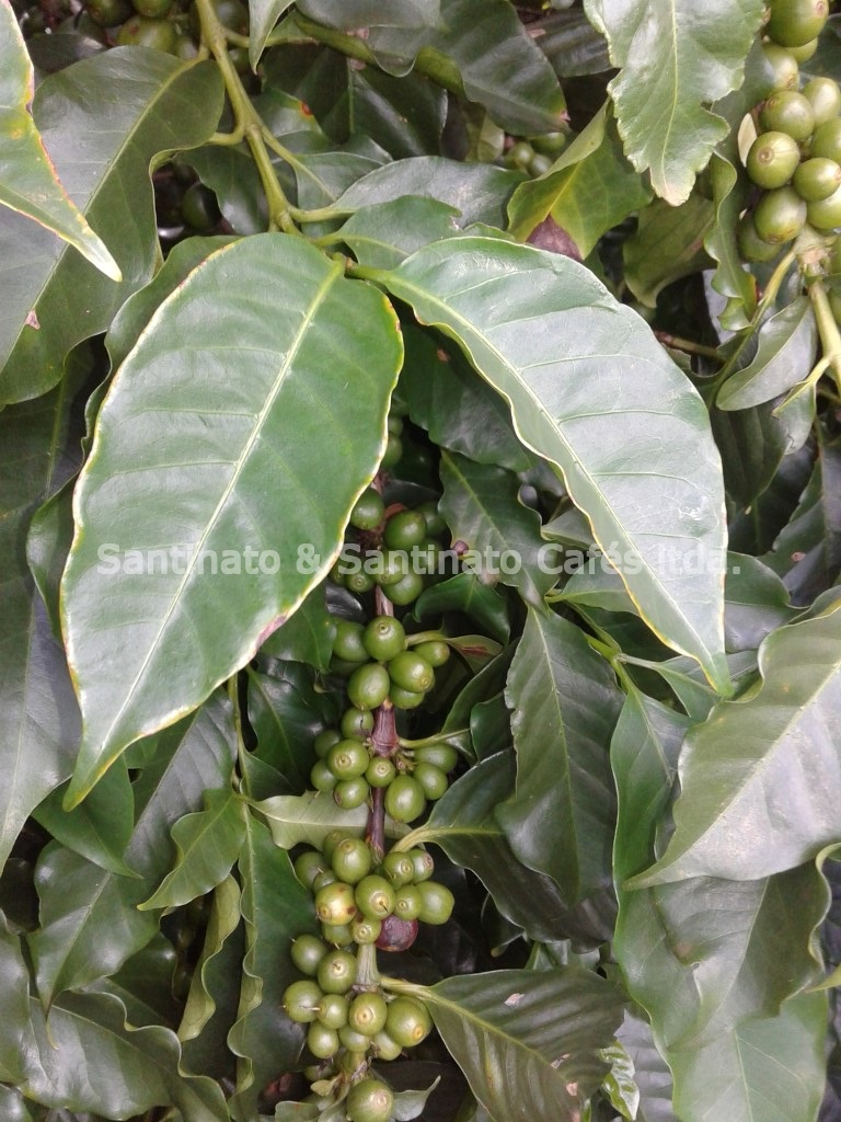 UTILIZAÇÃO DA SUBSOLAGEM NA REDUÇÃO DA COMPACTAÇÃO DO SOLO PARA PRODUÇÃO DE CAFÉ CULTIVADO NO CERRADO MINEIRO